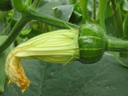 See more ideas about garden seeds, zucchini, seeds. Zucchini Growing Quick Tips Harvest To Table
