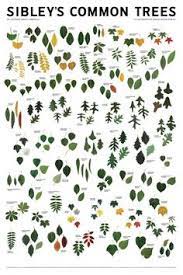 This is mark turner's companion guide to wildflowers of the pacific northwest. 27 Leaf Identification Ideas Leaf Identification Tree Identification Plant Identification