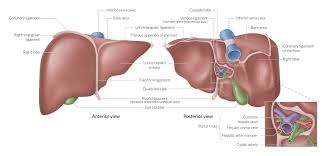 There are 2 distinct sources that supply blood to the liver, including the following: Liver Amboss