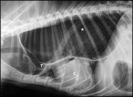 Dogs with megaesophagus have difficulty moving food from their mouths to their stomachs. Radiographic Aspect Of Megaesophagus In A Dog Note Severe Dilatation Download Scientific Diagram