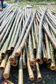 Image result for Bambusa