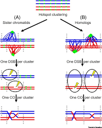Aws infrastructure solutions brandvoice | paid program. New Solutions To Old Problems Molecular Mechanisms Of Meiotic Crossover Control Sciencedirect
