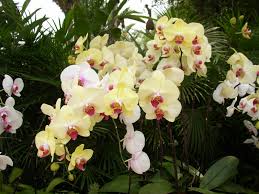 Please understand that this will result in changes to our typical open nursery & garden protocols: My Garden Directory Reviews Of Plant Nurseries Garden Supplies Orchid Festival At Penang Botanic Gardens 3 11 Dec 2011
