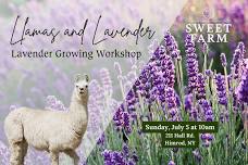 Llamas & Lavender — Sweet Farm