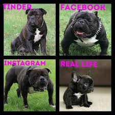 Dog Bulldog Black Big In 2020 Bulldog Dogs Animals
