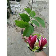 Bunga cempaka merah adalah salah satu tanaman yang berbunga dan bunga cempaka merah merupakan bunga dengan nilai jual yang sangat tinggi sekali maharnya hingga tidak terkira harganya. Promo Bibit Bunga Cempaka Merah Shopee Indonesia