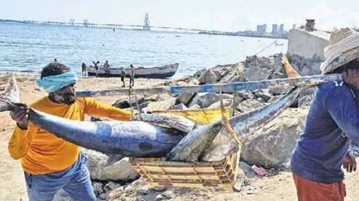 Maharashtra Enforces 61-Day Monsoon Fishing Ban On Mechanised Boats From June 1 to July 31, Restricts Activity Within 12 Nautical Miles