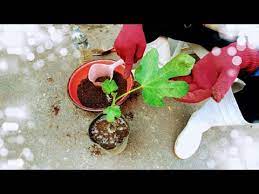 無花果 枝條孵根不再大費周章 一瓶水就夠了 youtube garden plants good to know