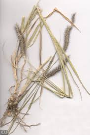 Image result for Cenchrus ciliaris