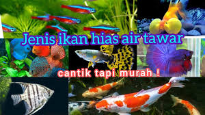 Jika suhu air terlalu dingin, ikan ini mudah terserang penyakit seperti whitespot di badannya. Ikan Hias Cantik Tapi Murah Jenis Jenis Ikan Hias Air Tawar Youtube
