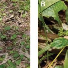 Image result for Diclis reptans