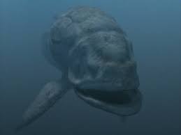 Size of the whale shark compared to an average human. Leedsichthys Prehistoric Earth A Natural History Wiki Fandom