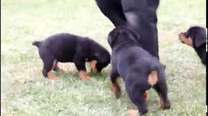 Check spelling or type a new query. Rottie Puppies For Sale Youtube