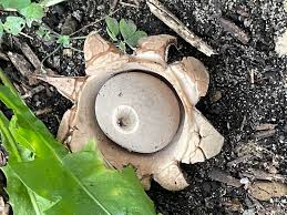 Image result for Scleroderma polyrhizon