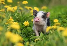 Maybe you would like to learn more about one of these? Pig Names 300 Funny Cute Best Names For A Pet Piglet My Pet S Name