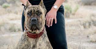 Their mother is a retriever,lab, pyrenees cross. Socalpresa Tsavo De Satan Reverse Brindle Presa Canario Female Socalpresa Presa Canario Breeder