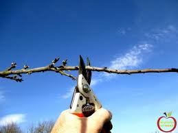 Quand Prelever Les Greffons De Pruniers Arbre Fruitier Jardinage Verger