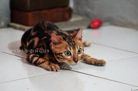 Penampilan kucing ini 'sudah liar'. Kucing Bengal Indonesia 2019