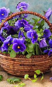A Basket Full Of Flowers 480 X 800 Wallpapers Mobile9 Flowers Beautiful Flowers Pansies