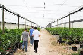 The company's filing status is listed as active and its file number is p01000085937. Farms Via Citrus
