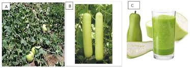 Image result for Lagenaria rufa