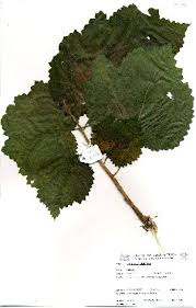 Image result for Obetia tenax