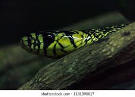 Image result for Spilotes pullatus