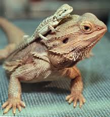 They also appear in other related business categories including pet services , pet stores , and pet boarding & kennels. Best Pet Shops For Reptile Owners In Seattle Cbs Seattle