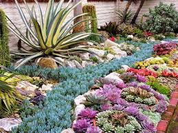 ¿qué hacer para proteger mis cactus en invierno? Como Proteger Las Suculentas Del Frio Y Variedades Resistentes