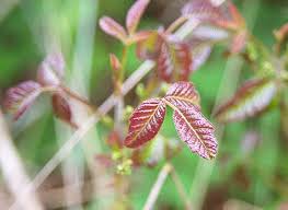 Image result for Loxodera bovonei