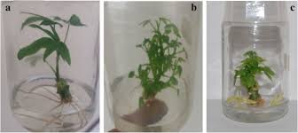 We did not find results for: In Vitro Propagation Of Three Mosaic Disease Resistant Cassava Cultivars Bmc Biotechnology Full Text