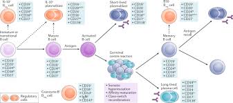 Il n'y a donc pas d'étapes d'acquisition des clusters. Effector And Regulatory B Cells In Immune Mediated Kidney Disease Nature Reviews Nephrology