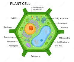 The review questions below will help you refresh your memory. Do Plant Cells Have Golgi Apparatus