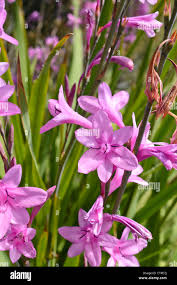 Image result for Watsonia borbonica