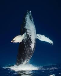 Craig Parry On Instagram It S Almost Time For Me To Take Off For Over A Month To The Kingdom Of Tonga To Host My 2019 Tou In 2020 Ocean Day Oceans