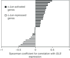 the gls transcript correlates with established c jun target