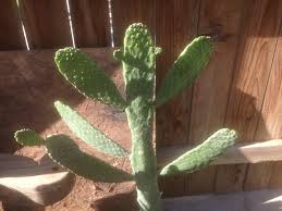 Manually and … how to kill cactus growth in your yard (with … перевести эту страницу. Consolea Rubescens Live Cactus Succulent Plant Flat Face Or Road Kill Cactus Cactus Succulent Plants Yard Garden Outdoor Living Items