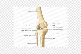 After they complete the process, they die by apoptosis (programmed cell death). Finger Anatomy Bone Knee Human Leg Gastric Hand Anatomy Png Pngegg