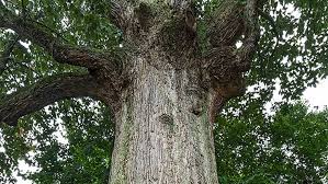 Large flowering trees in ohio. Champion Trees Of Ohio Ohio Department Of Natural Resources