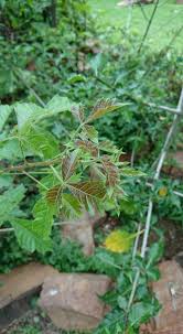 Image result for Searsia dentata