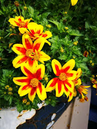 Image result for Bidens kirkii