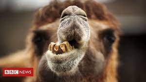 Instead, she recommends wearing thicker seamless panties, which are less likely to shift into the folds within the vaginal area (nice visual, right?). Unhurried Camel Unlikely Source Of Russian Train Delays Bbc News