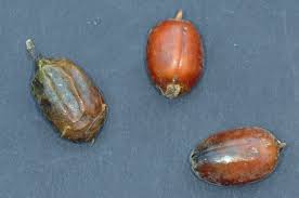 Image result for Xanthocercis zambesiaca