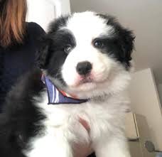 Sahibinden Border Collie Yavrulari Secereli 232888 Bikopek Com