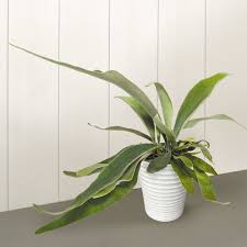 Image result for Platycerium