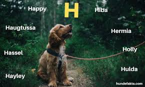 Få tips, forslag og inpirasjon på hundenavn.no. Hundenavn Til Tispe Stor Alfabetisk Liste Over Hundenavn 2021