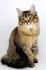 Tiffanie Cat Breed - Cat Information & Pictures