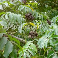 Image result for Zanthoxylum
