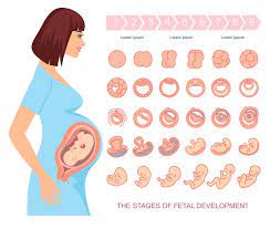 Mes A Mes Cambios De Madre Y Bebe Stages Of Fetal Development Fetal Development Fetal