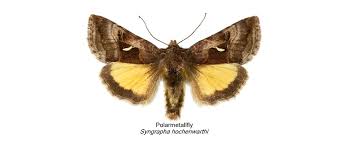 Image result for Syngrapha hochenwarthi